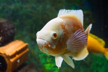 adult albino tiger oscar, big and very aggressive freshwater cichlid inspect visitors, cute,...