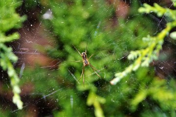 Araneus diadematus (Cross spider, European garden spider, the diadem spider) close-up view. Selective focus. The spider seats on the green leaf and spins the web 