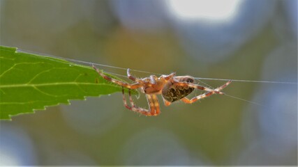 Araneus diadematus (Cross spider, European garden spider, the diadem spider) close-up view. Selective focus. The spider seats on the green leaf and spins the web 