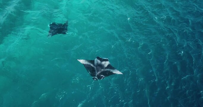 Aerial view of a stingray in the turquoise waters of Laquedivas Sea, Maldives. High quality 4k footage