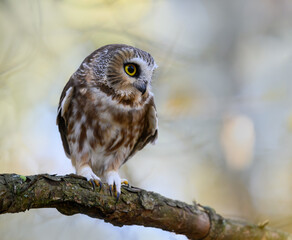 Northern Saw-whet Owl Portrait in Fall