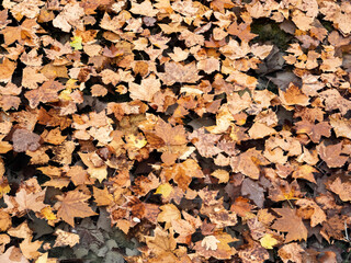 Dead autumn leaves, orange and yellow, in the water, photographed on Lake Annecy. 