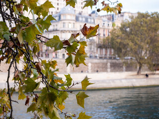 View on the banks of the Seine in Paris, France. Leaves are in the foreground.