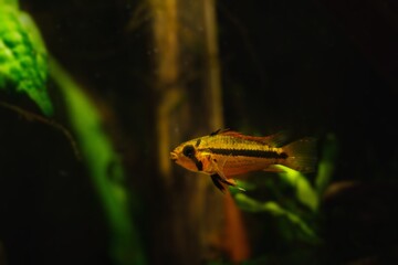juvenile male Apistogramma cacatuoides, popular freshwater dwarf cichlid, vulnerable and tender species, low light blackwater acidic habitat, biotope design aquarium