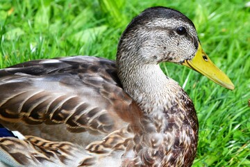 Naklejka na ściany i meble The mallard (Anas platyrhynchos) dabbling duck. Closeup of the female mallard on the grass