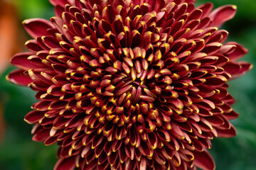 close up on the central of a red chrysanthemum flower