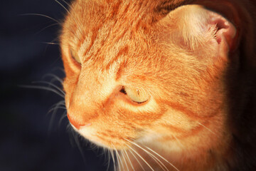 close up portrait of a cat