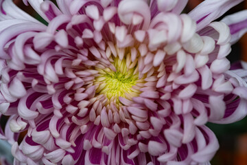 close up on the central of a lilac chrysanthemum flower