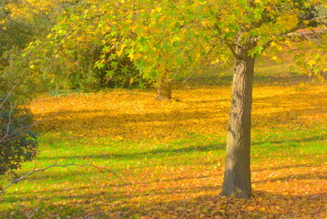 autumn landscape with trees in red and green tones, soft, yellow, trees, fall, vintage