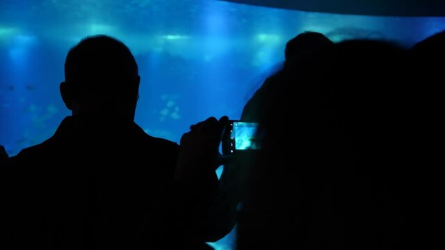 silhouettes of people observing species in oceanarium aquarium 4k