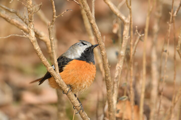 Daurian redstart male (Phoenicurus auroreus).