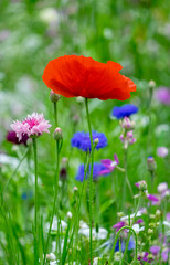 Bunte Blumenwiese mit Klatschmohn