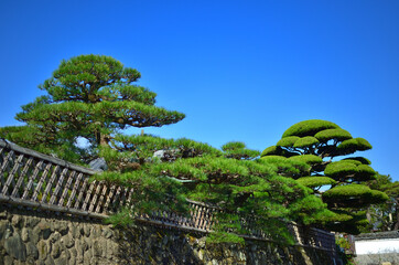 三重県伊勢市で見つけた庭木