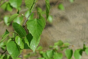 thin branch of birch with small green leaves on a gray background in nature