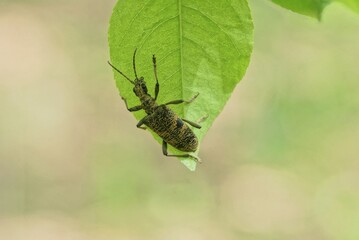 one large gray beetle sits on a green leaf of a plant in nature