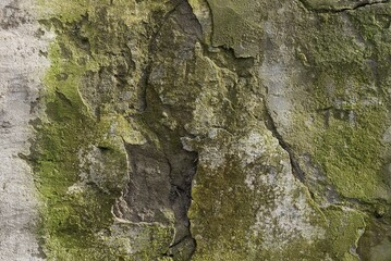gray green stone texture from old concrete wall in the dirty foundation and cracks