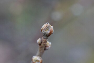 one small bud on a thin brown branch of a plant