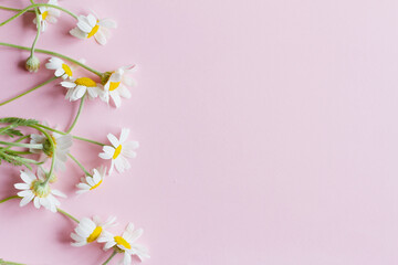 white small field daisies with green leaves lie on a pastel pink background, top view with copy space, flat flay.