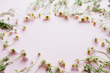 small white daisies with yellow stamens and green leaves lie on a pastel pink background with an empty spot in the center. Wild wildflowers as a template. Top view, flat flay
