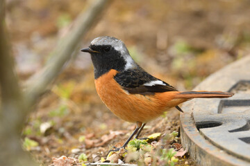 Daurian redstart male (Phoenicurus auroreus).