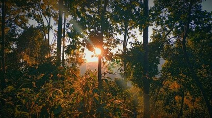  sunset in the forest, sun shining through the trees, 