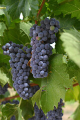 Succulent grapes ready for picking found in a vineyard in Palasades, Colorado wine country 
