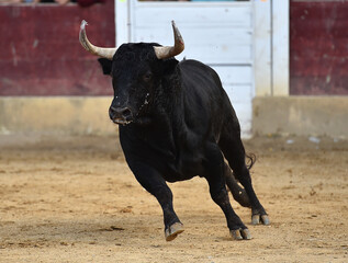 fighting bull with big horns on the spanish bullring during a spectacle of bullfight