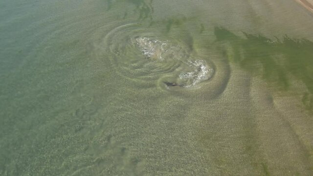 dolphin and dark water,  sky fish