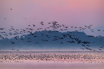 伊豆沼の渡り鳥の朝の飛び立ち