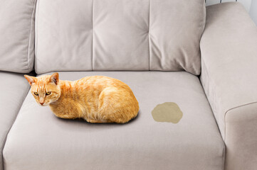 Cute cat sitting near wet or piss spot on the sofa inside the room