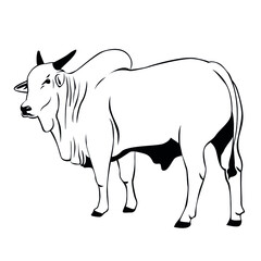 Nelore cattle illustration. Cow vector on white background