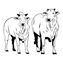 Nelore cattle vector. Line illustration on white background