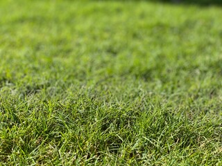 Lush green grass with soft focus in background