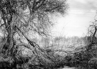 Dry meandering tree on the banks of the river