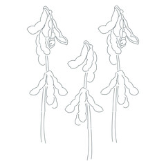 Soybean line art illustration. Hand drawn