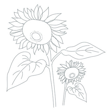 Sunflower line art illustration. Hand drawn