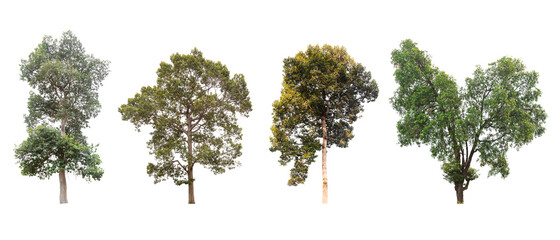Isolated tree collection on white background
