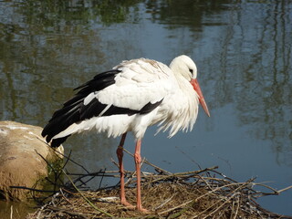 Stork in close-up.Standing in his nest.