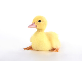 yellow duckling