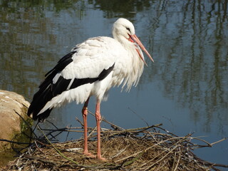 Stork in close-up.Standing in his nest.