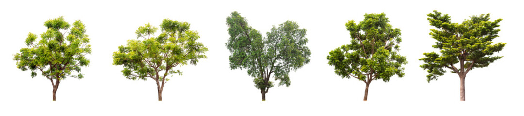 Fototapeta na wymiar Isolated tree collection on white background