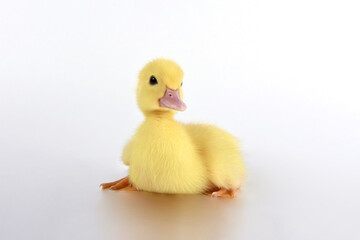 yellow duckling