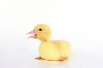 yellow duckling