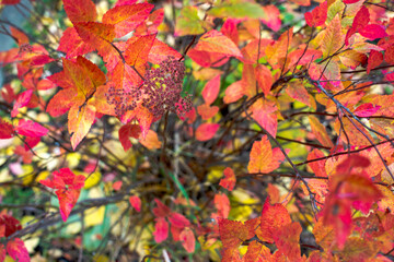 bright autumn background leaves and fruits of chokeberry Bush. High quality photo