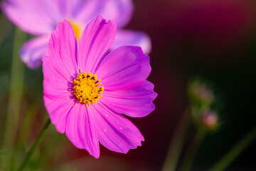 Fototapeta premium Cosmo Flower