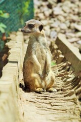 meerkat on guard duty