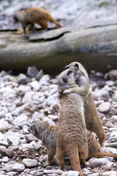 Meerkat In The Zoo Fighting 