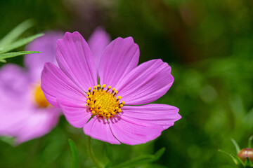 Obraz premium Cosmo Flower