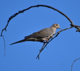 An American mourning dove (Zenaida macroura) perched on a bare branch, against a blue sky near Watsonville Slough in California