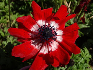 Flowering of wonderful Anemone. Red flower.